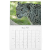 SnowLeopardM002, Sneeuwluipaard Kalender (Mar 2027)