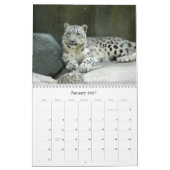 SnowLeopardM002, Sneeuwluipaard Kalender (Jan 2027)