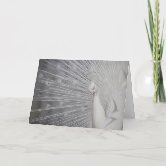 SnowPeacock Bedankkaart (Voorkant)