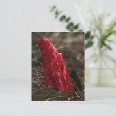 Snowplant Briefkaart (Staand voorkant)
