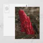 Snowplant Briefkaart (Voorkant / Achterkant)