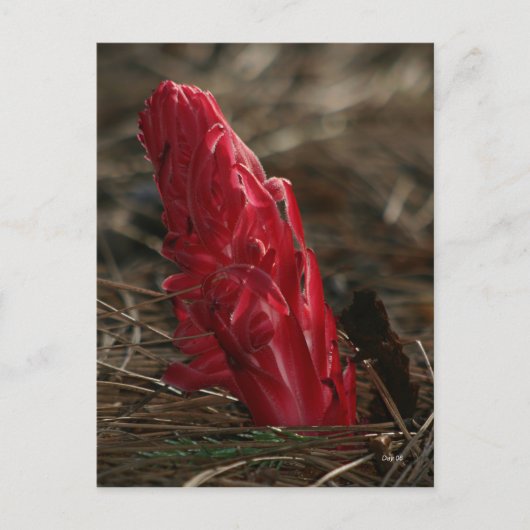 Snowplant Briefkaart (Voorkant)