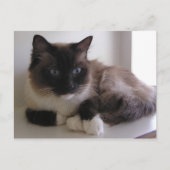 Snowshoe Briefkaart (Voorkant)