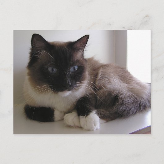 Snowshoe Briefkaart (Voorkant)