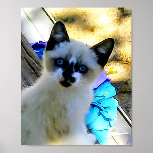 Snowshoe Cat Poster (Voorkant)