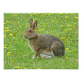 Snowshoe hare adores dandelions foto afdruk (Voorkant)
