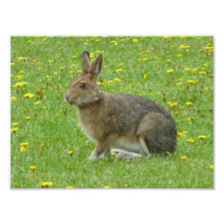 Snowshoe hare adores dandelions foto afdruk