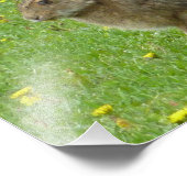 Snowshoe hare adores dandelions foto afdruk (Hoek)