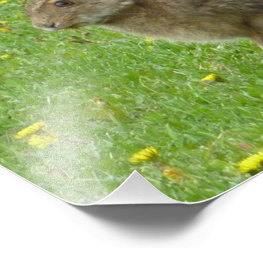 Snowshoe hare adores dandelions foto afdruk (Hoek)