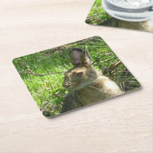 Snowshoe hare grazing kartonnen onderzetters (Schuin)