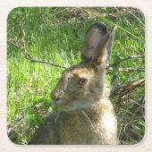 Snowshoe hare grazing kartonnen onderzetters (Voorkant)