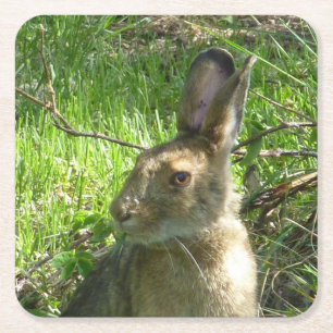 Snowshoe hare grazing kartonnen onderzetters