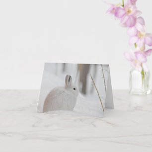 Snowshoe Hare in sneeuw Kaart