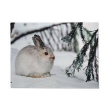 Snowshoe Hare Winter Snow Natuur Scene