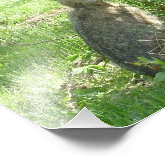 Snowshoe hare zit rechtop foto afdruk (Hoek)