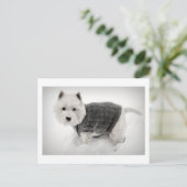 snowy barko in sweater briefkaart (Staand voorkant)