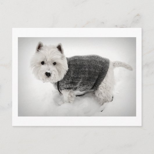 snowy barko in sweater briefkaart (Voorkant)
