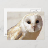 Snowy Barn Owl Briefkaart (Voorkant / Achterkant)