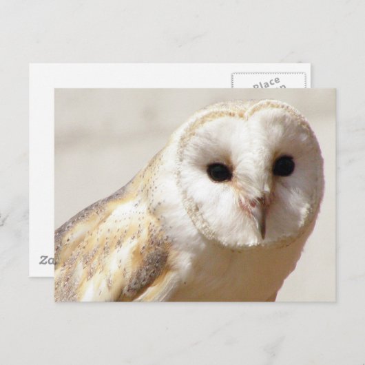 Snowy Barn Owl Briefkaart (Voorkant / Achterkant)