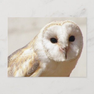Snowy Barn Owl Briefkaart