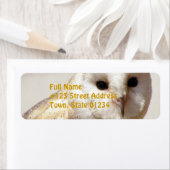 Snowy Barn Owl Mailing Labels (Insitu)