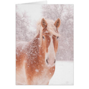 Snowy Belgium Draft Horse