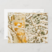 Snowy Birch Briefkaart (Voorkant / Achterkant)