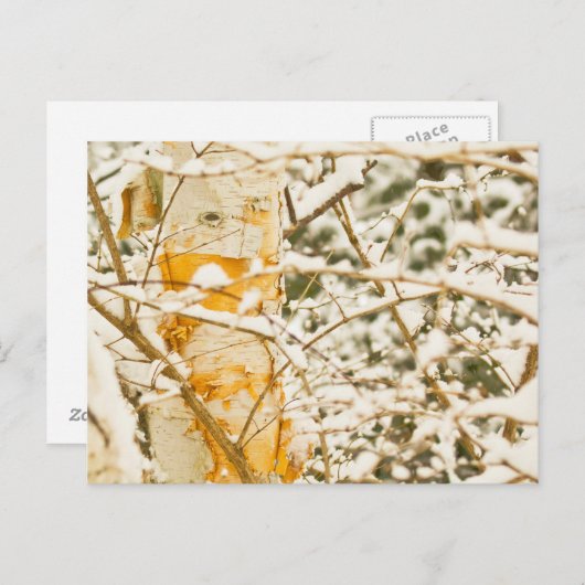 Snowy Birch Briefkaart (Voorkant / Achterkant)