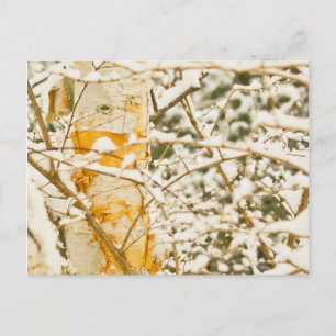 Snowy Birch Briefkaart