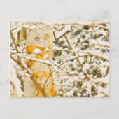 Snowy Birch Briefkaart (Voorkant)