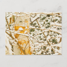 Snowy Birch Briefkaart