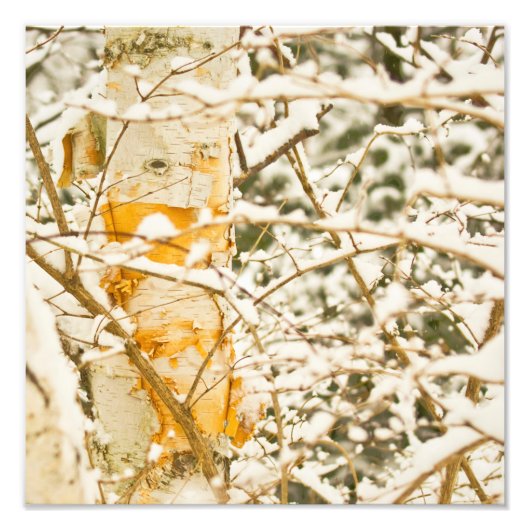 Snowy Birch Foto Afdruk (Voorkant)