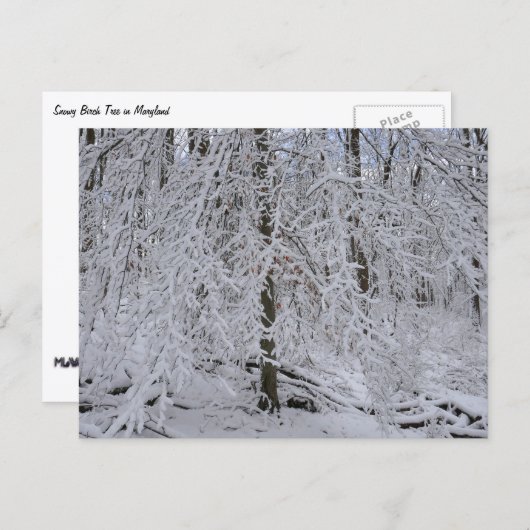Snowy Birch Tree Canopy Briefkaart (Voorkant / Achterkant)