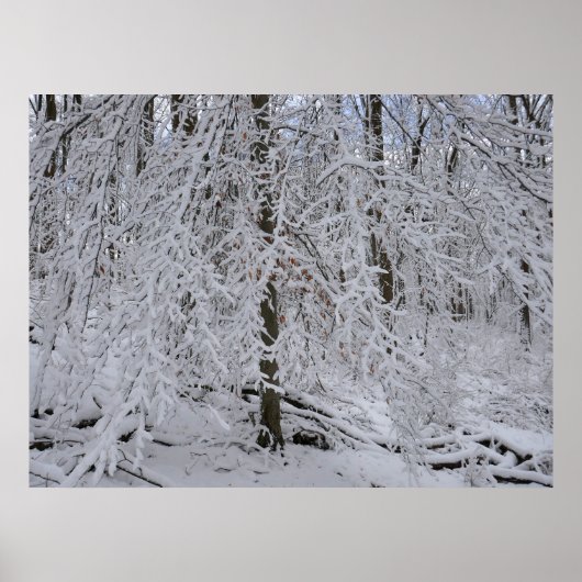 Snowy Birch Tree Canopy Poster (Voorkant)