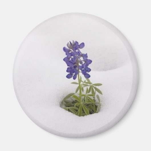 Snowy Bluebonnet - magneet (Voorkant)