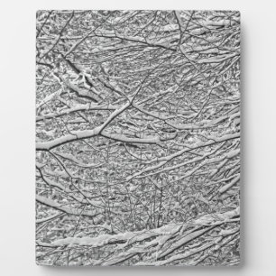Snowy Branches Fotoplaat