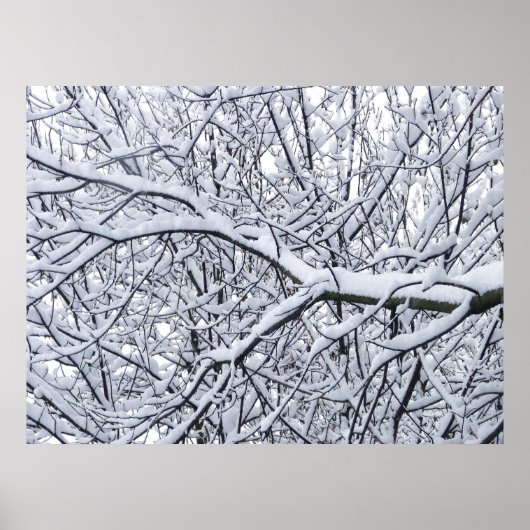 Snowy Branches Poster (Voorkant)