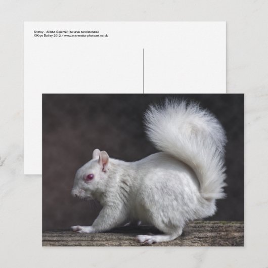 Snowy Briefkaart (Voorkant / Achterkant)