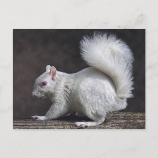 Snowy Briefkaart (Voorkant)