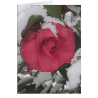 Snowy Camellia