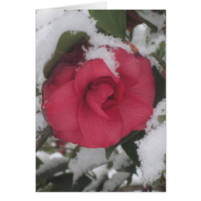 Snowy Camellia (Voorkant)