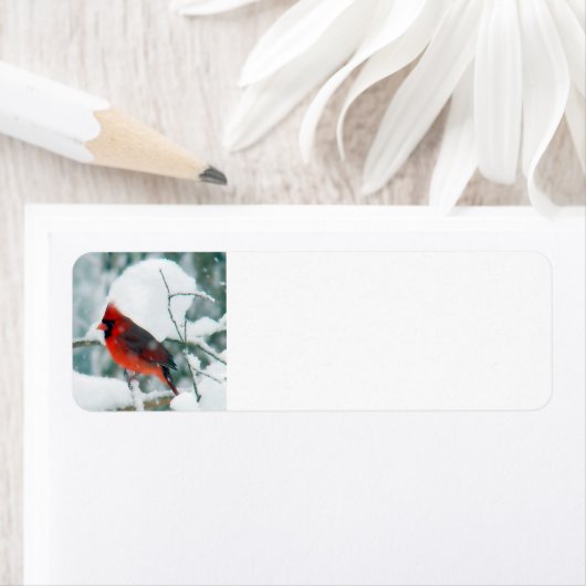 Snowy Cardinaal Etiket (Insitu)