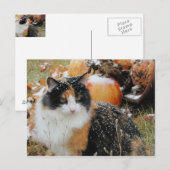 Snowy Cat Thinks Winter komt eraan Briefkaart (Voorkant / Achterkant)