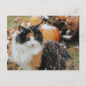 Snowy Cat Thinks Winter komt eraan Briefkaart (Voorkant)