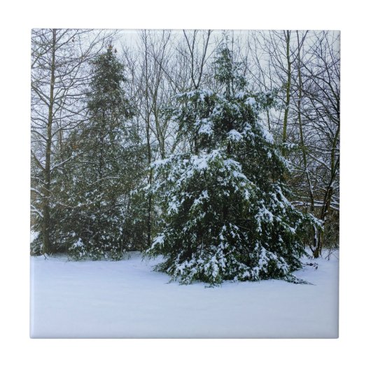 Snowy Cedars Tegeltje (Voorkant)