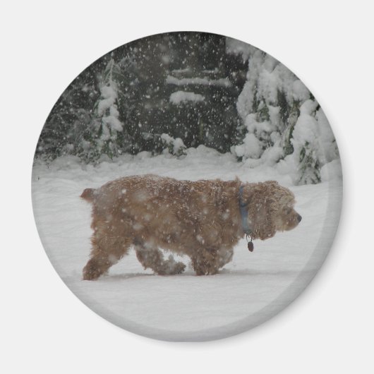 Snowy Cocker Spaniel Magneet (Voorkant)