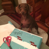 Snowy Dachshund Scarf Gift Wrap Wrappapier Cadeaupapier