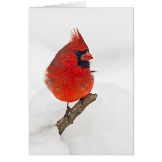 Snowy Day Cardinaal (Voorkant)