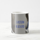 Snowy Eastern Bluebird Mok (Center)