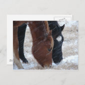 Snowy Eats Briefkaart (Voorkant / Achterkant)